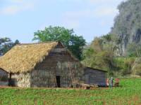 Tobacco Farm03.jpg
